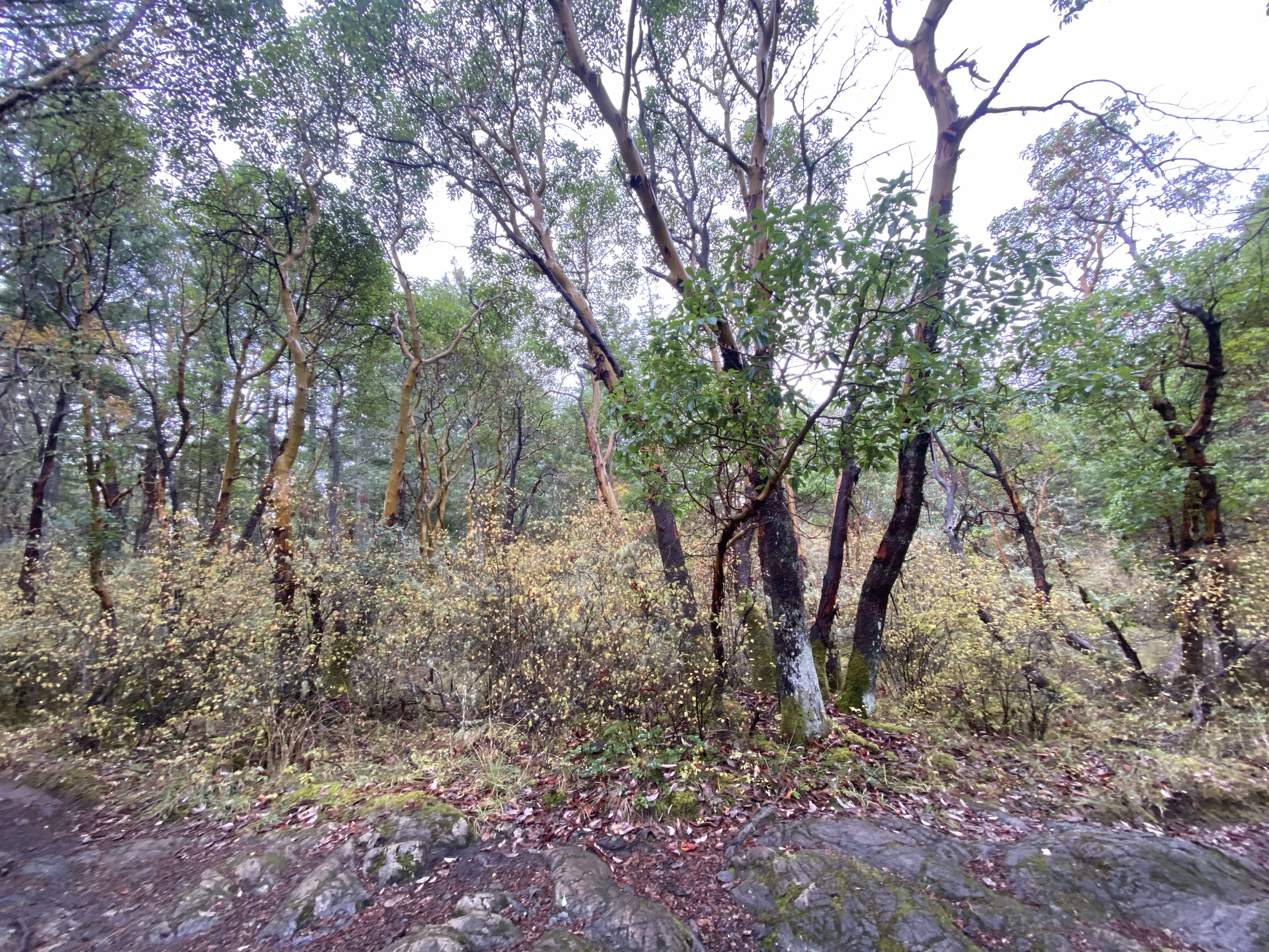 Fun trail to torpedo