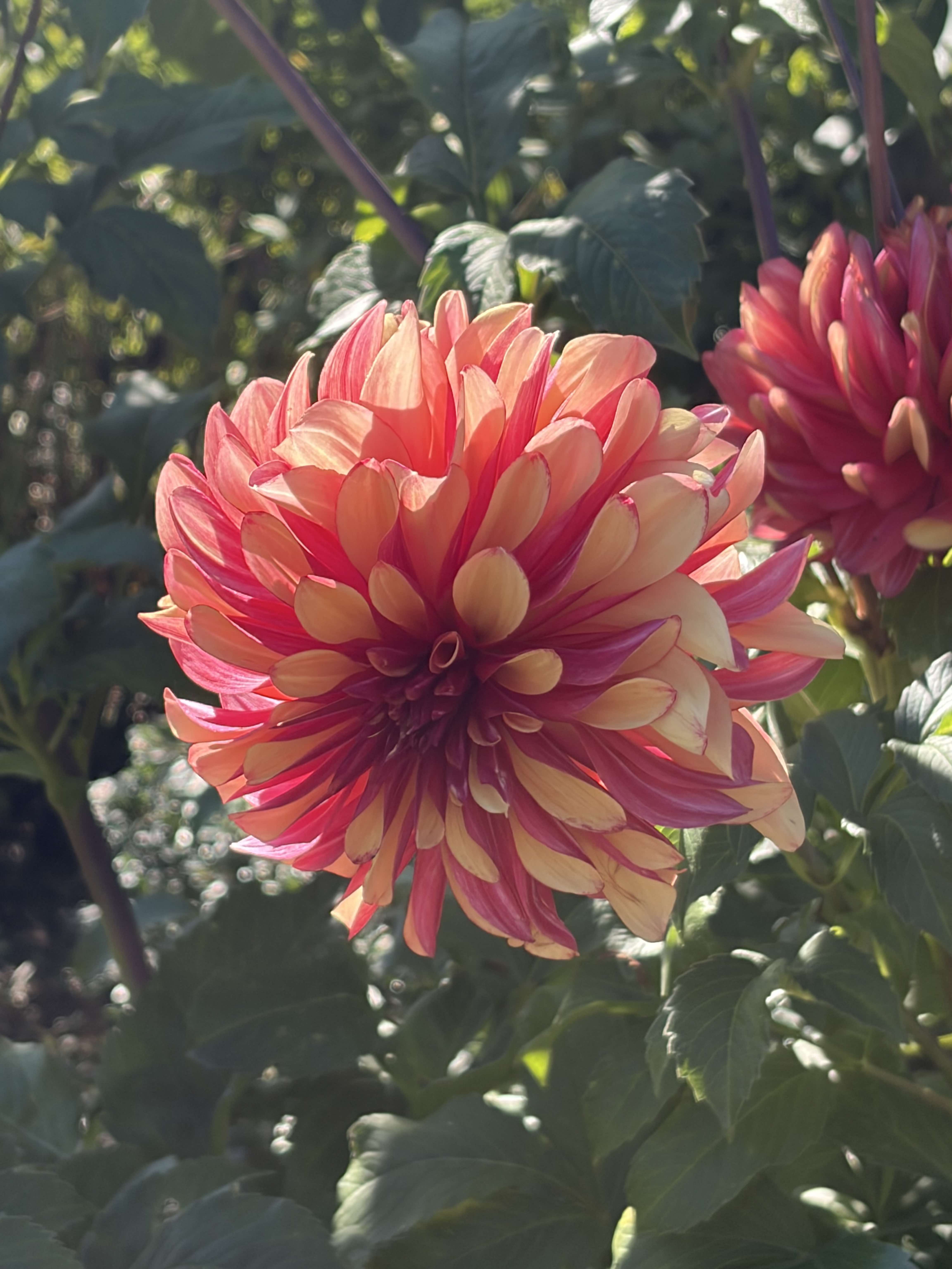 Horticulture center of the pacific